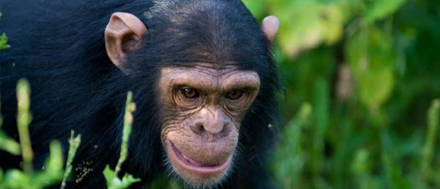 Chimpanzees