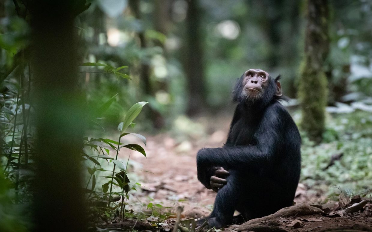Chimpanzee Tracking