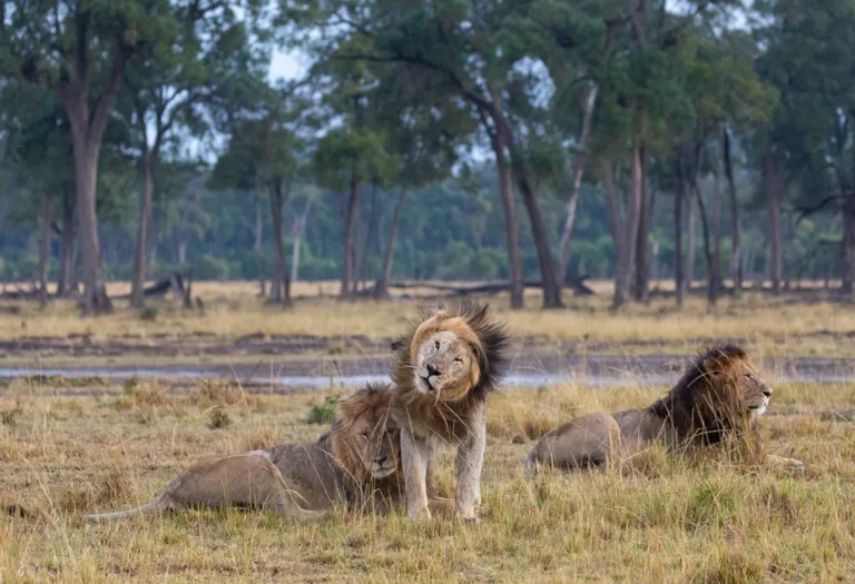 Queen Elizabeth National Park: Home to Tree-Climbing Lions and Epic Game Drives