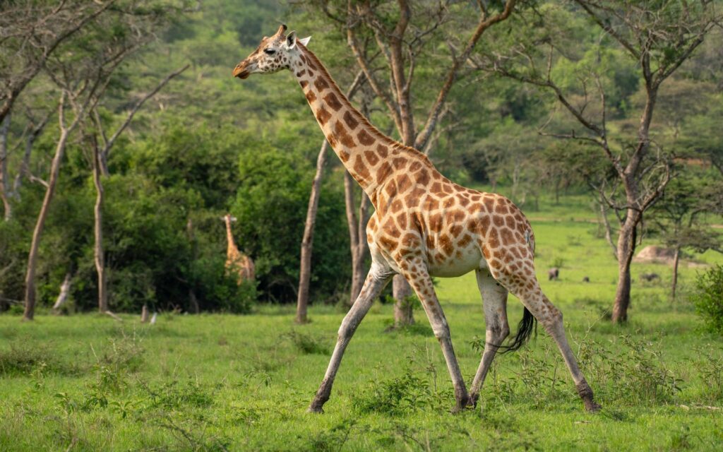 5 Day Lake Mburo & Kibale Forest Safari