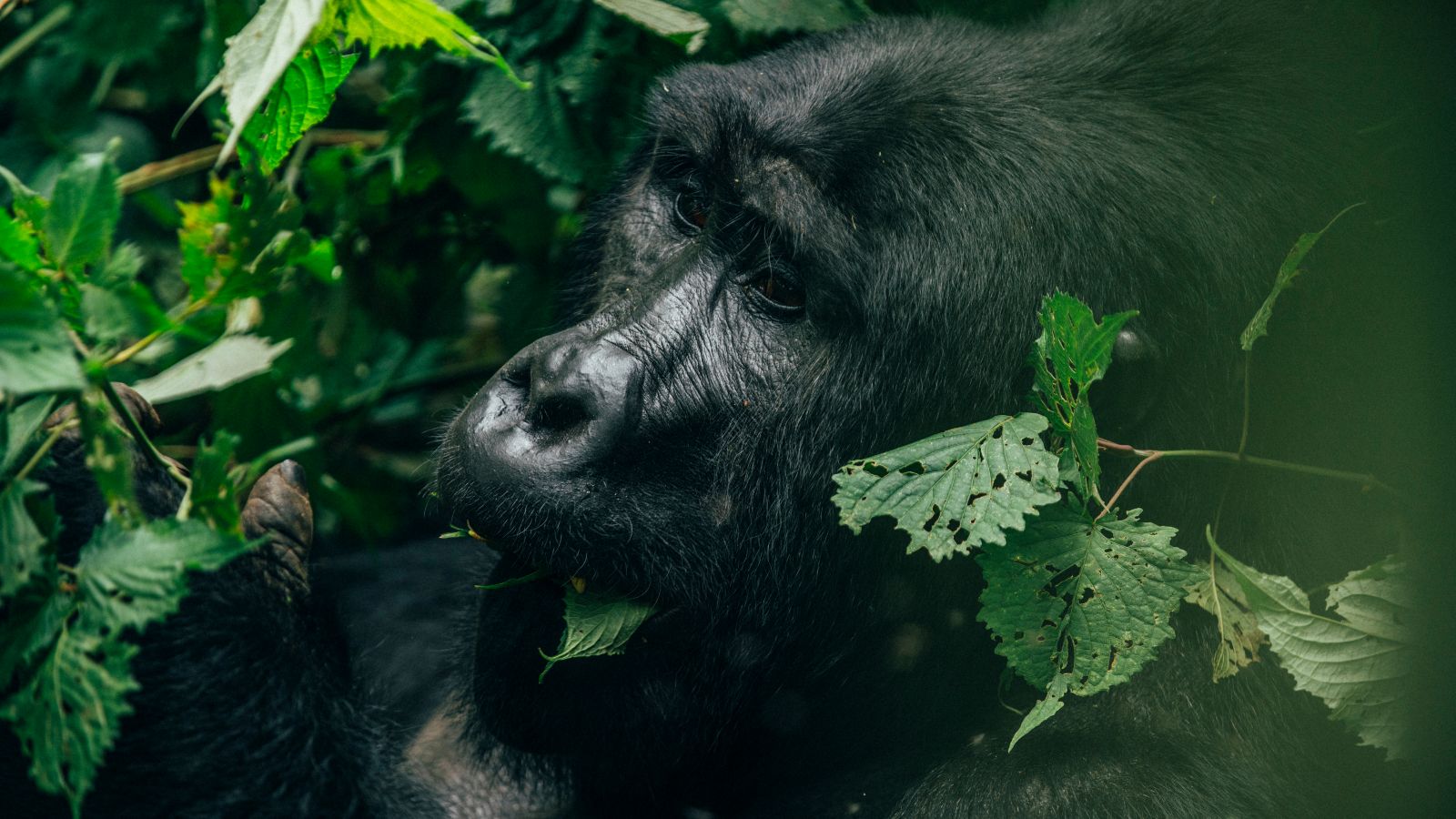 Uganda