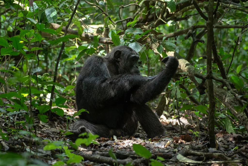4 Days Chimps and Wildlife Safaris