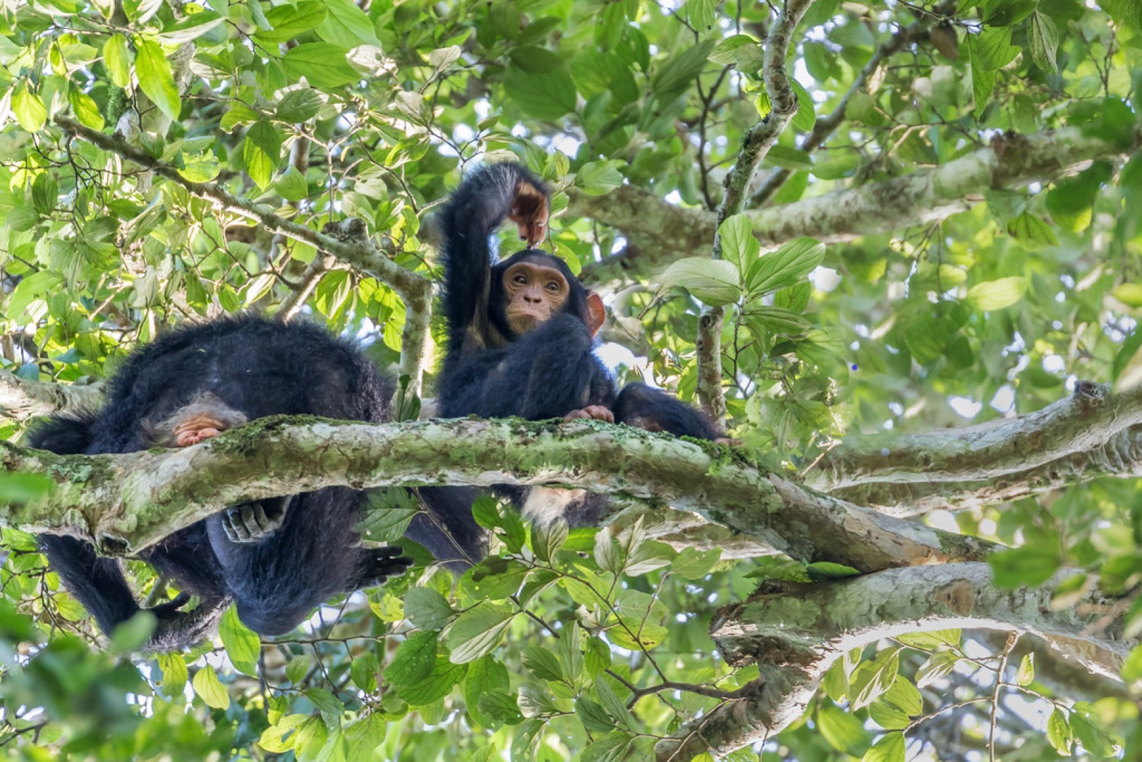 Kibale National Park