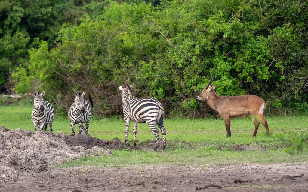 3 Days Lake Mburo National Park