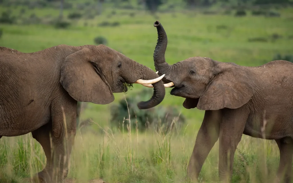 5 Days Safari to Murchison Falls Kibale National Park
