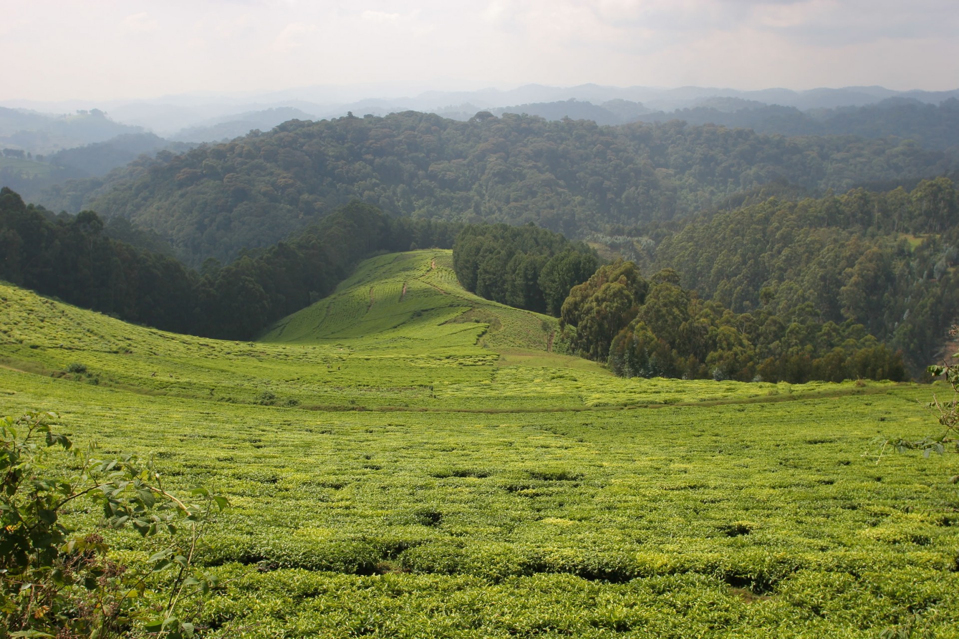 Nyungwe Forest National Park