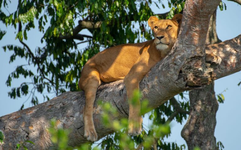15-Day Uganda Wildlife and Cultural Safari