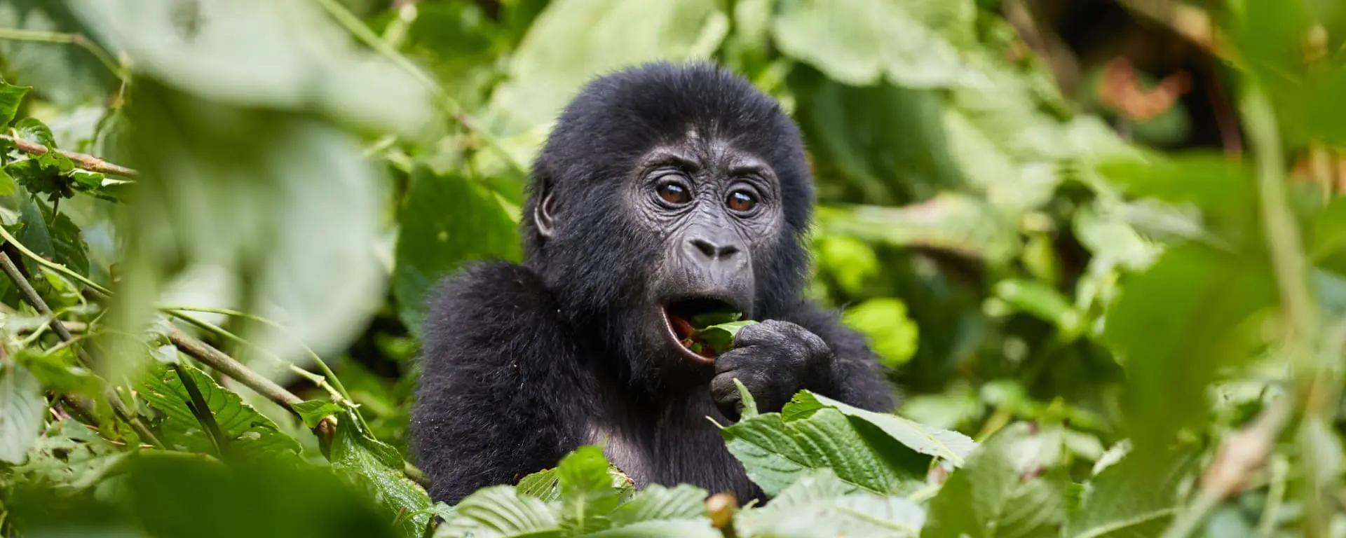 Bwindi Rainforest National Park