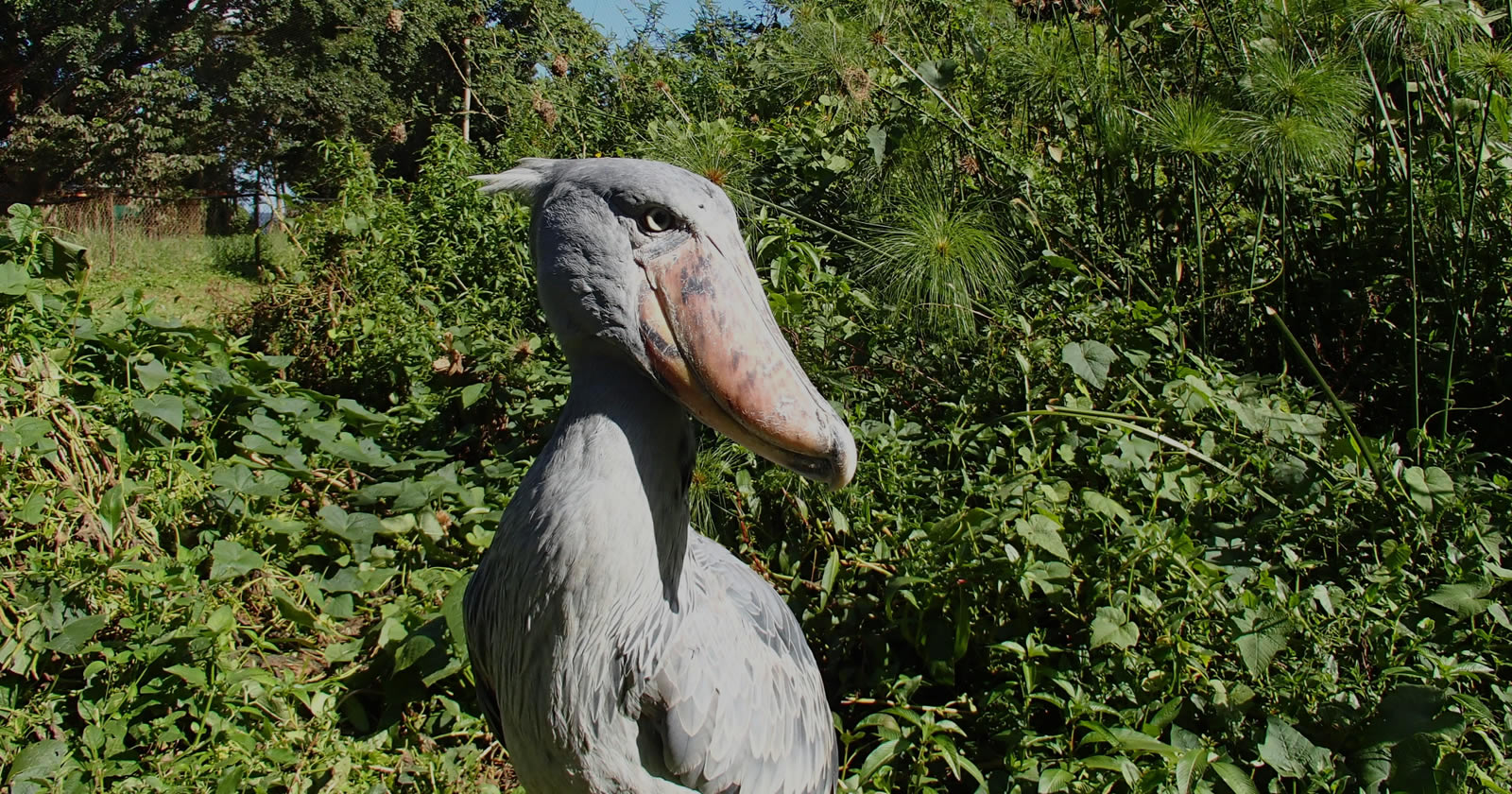 Birding Safaris