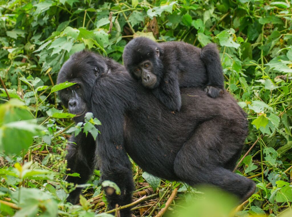 A 6-Day Uganda Medley: Primates, Plains, Pastures & Culture