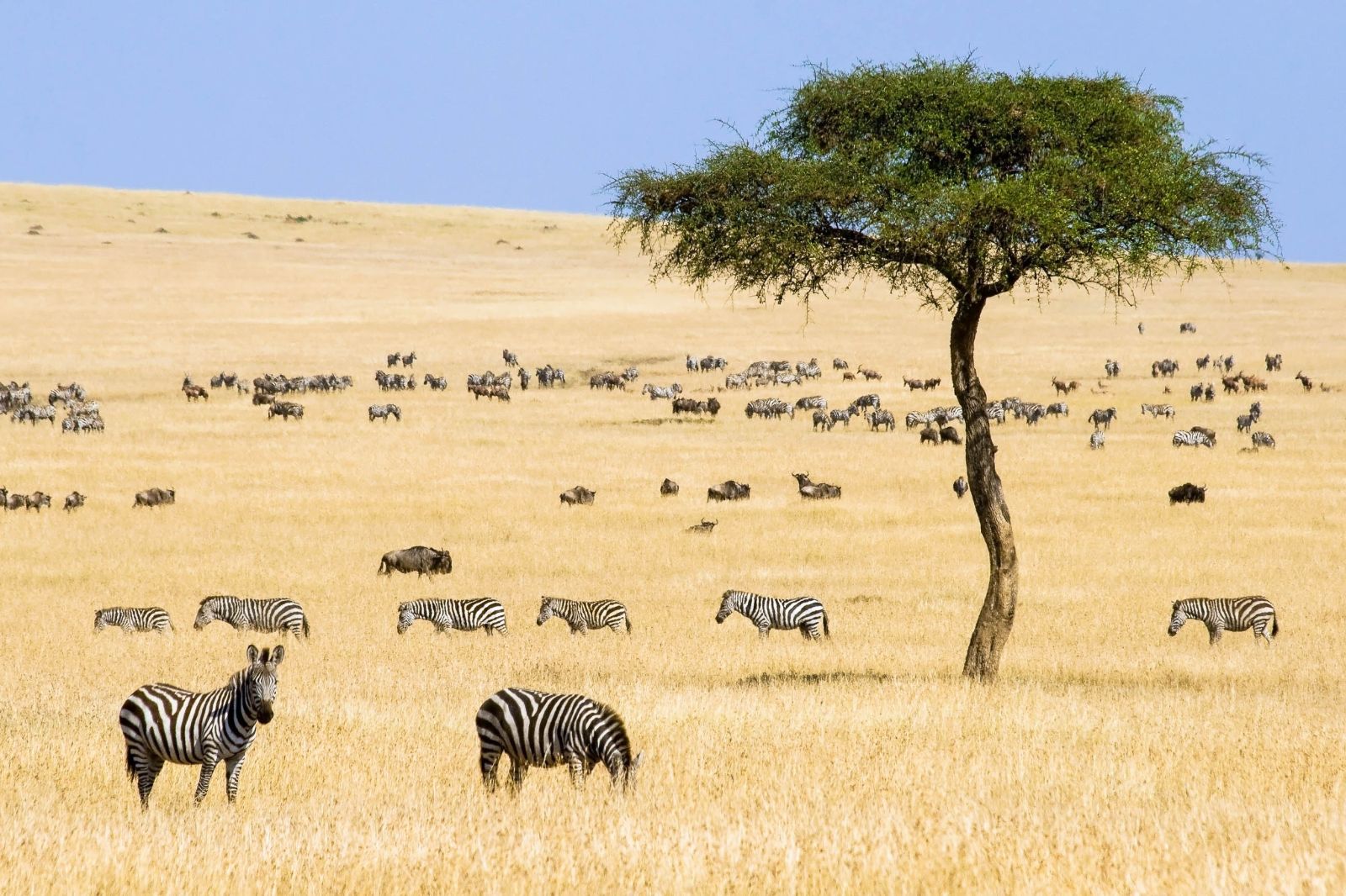 Kenya