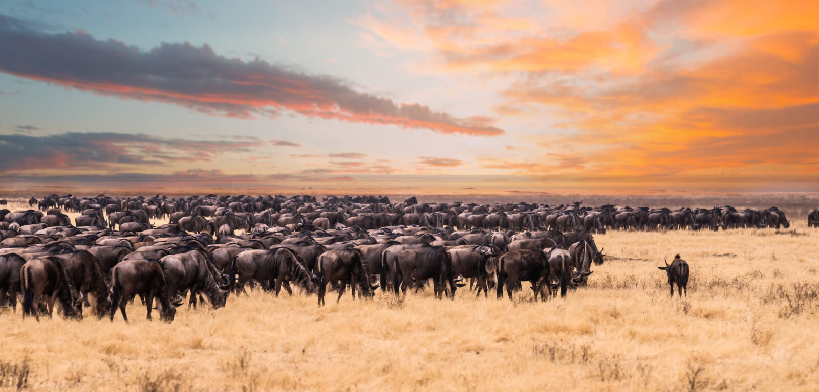 Serengeti National Park
